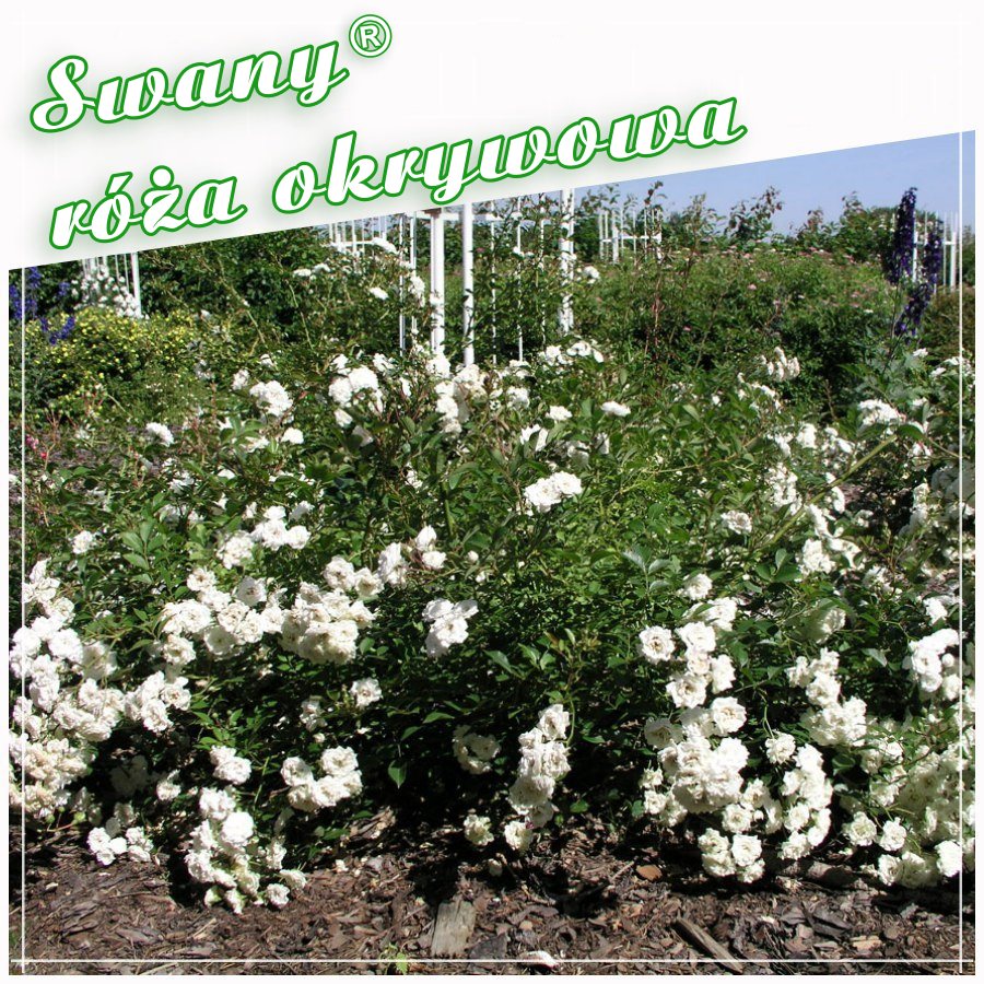 Swany róża okrywowa